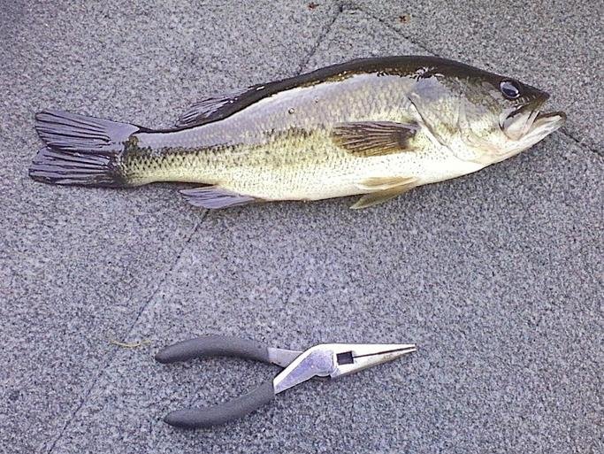 fish12.jpg