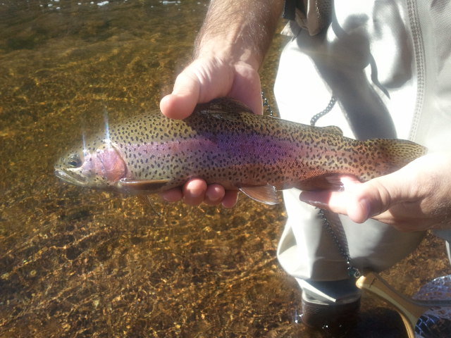 fish_c03d297967b3f2b89576f4962002448c38ce6b95.jpg