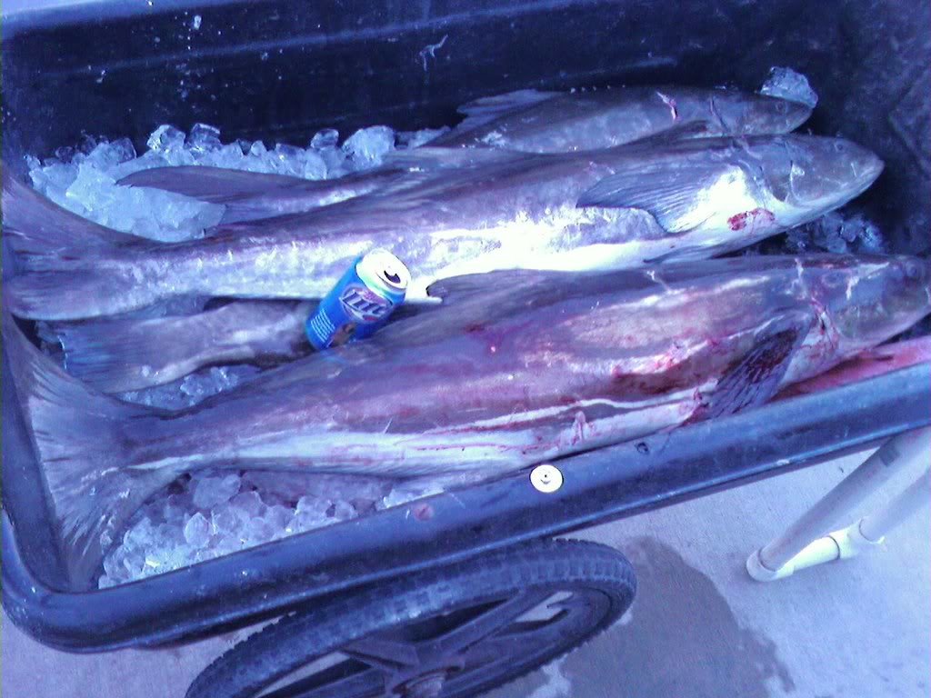 fish_eb909dbb371f43a522fa777aeb9761f928416edb.jpg