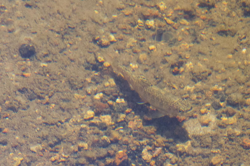 fishy.jpg
