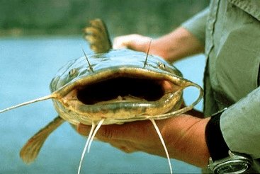 flathead.jpg