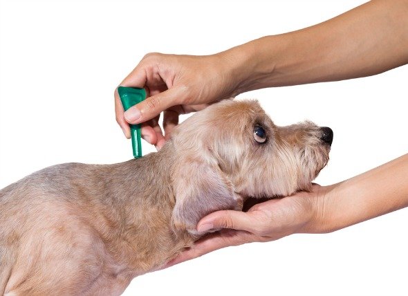 flea-tick-medicine-poisoning-dogs.jpg