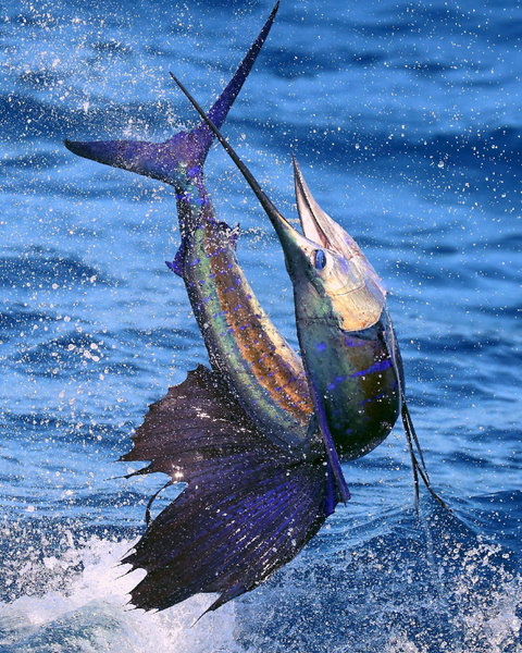 Flexing fish.jpg