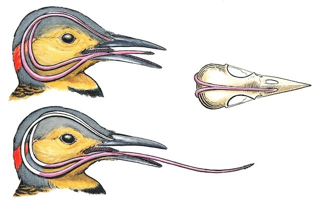 Flicker-Tongue-660x403.jpg