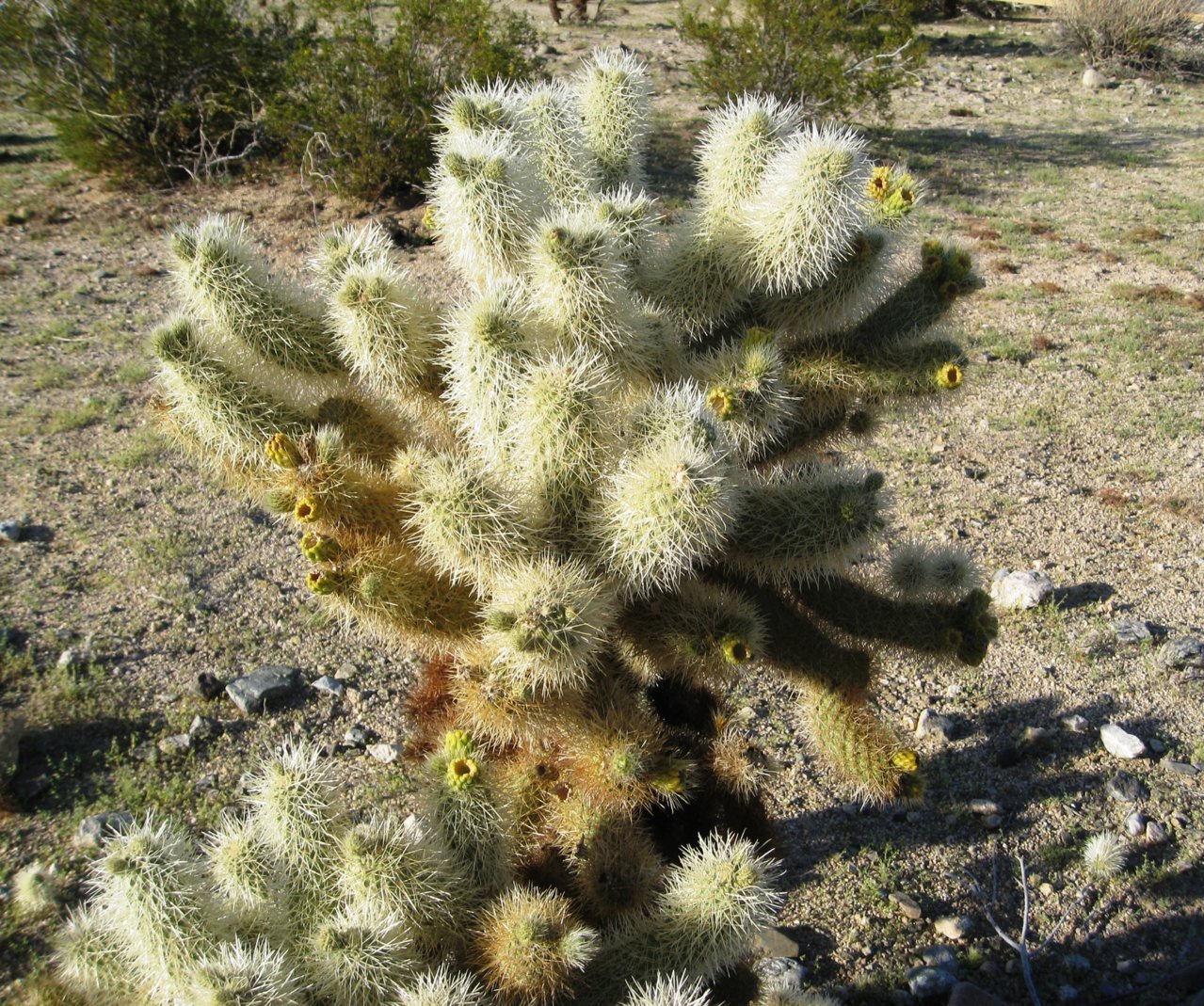 Flickr_-_brewbooks_-_Cylindropuntia_bigelovii_(_Teddy-bear_Cholla_Cactus)_(1).jpg