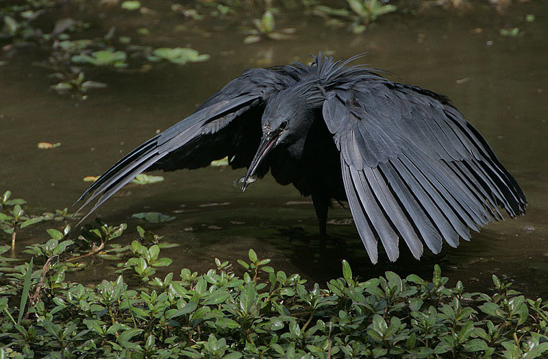 Flickr_-_Rainbirder_-_Black_Egret_(Egretta_ardesiaca).jpg