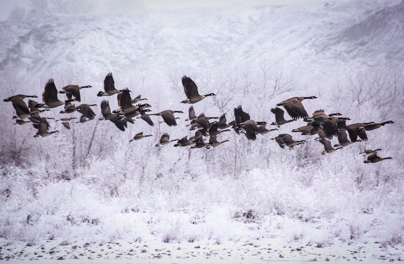 flock 1 (1 of 1).jpg