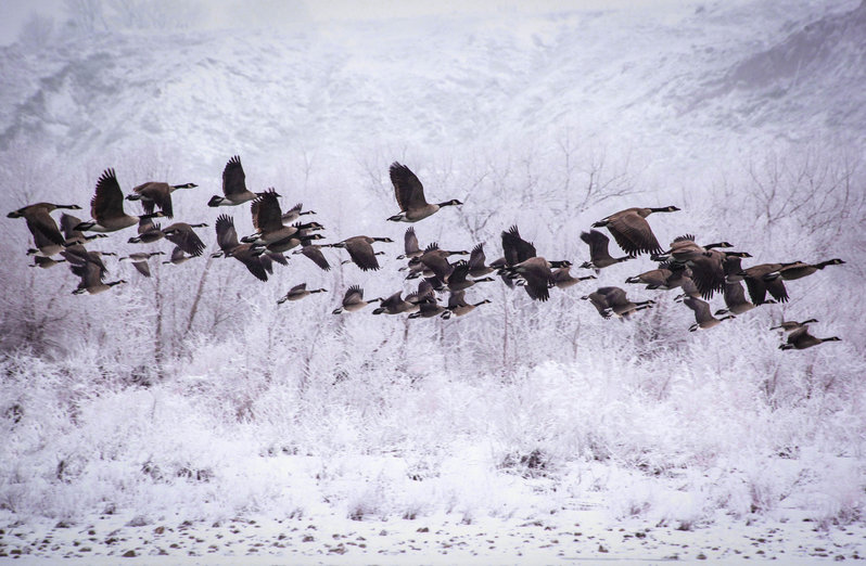 flock 1 (1 of 1).jpg