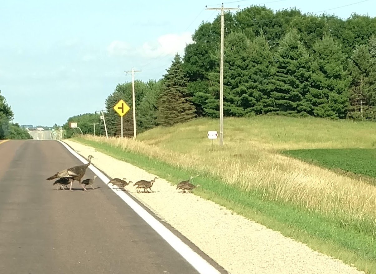 Flock young turkeys.jpg