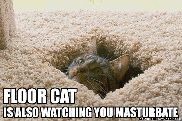 floorcat.jpg