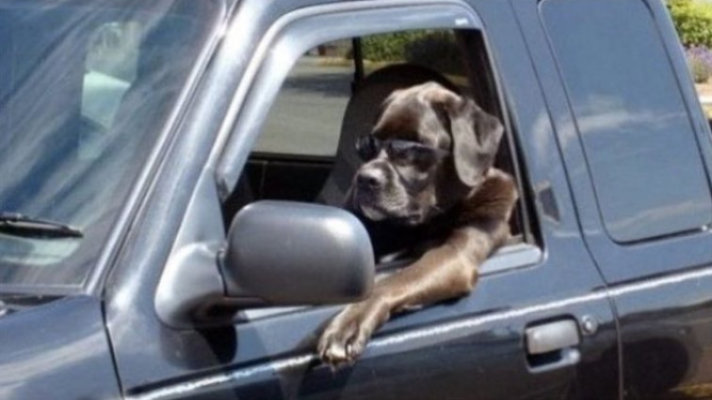Florida-Man-Pulled-over-During-Traffic-Stop-Claims-Dog-Was-Driving.jpg