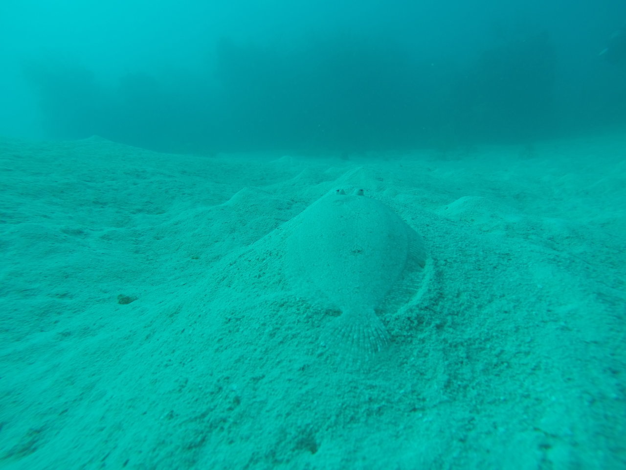 flounda.jpg