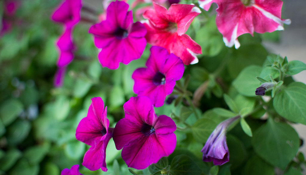 Flower%202_zpsokpyindo_1060ea71a9fe108d0503460a43277f88192ca934.jpg