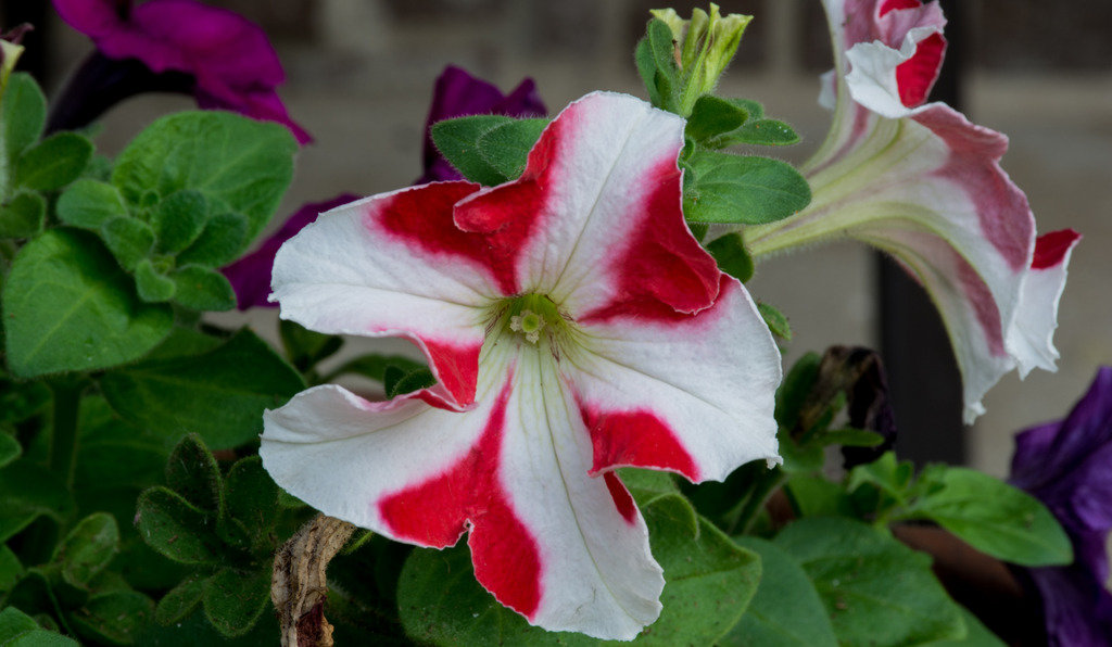 Flower%202_zpsswpso4su_b6485dd14fa52283de4e3fde7ebd9b5bd6330e7a.jpg