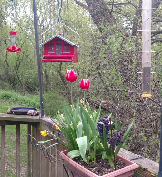 Flower Box.jpg
