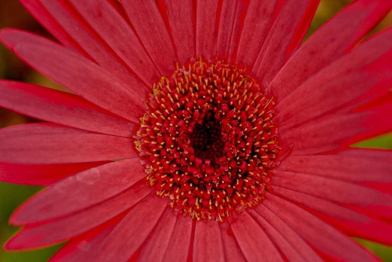 flower-hdr.jpg