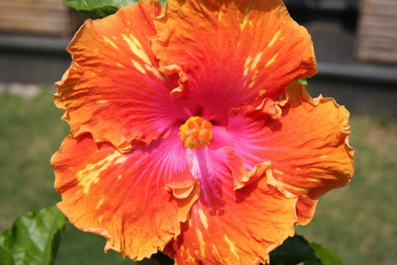 flower.jpg