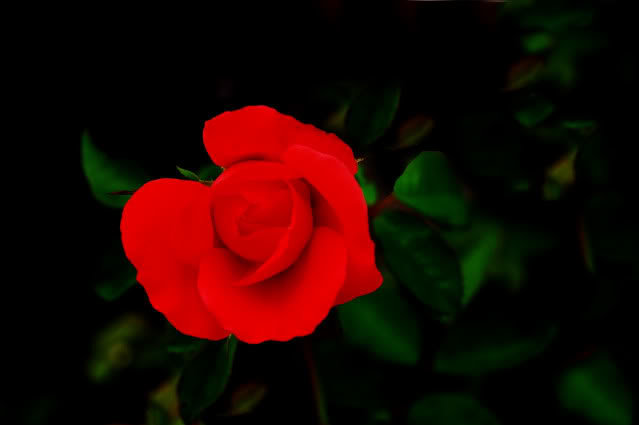flower1_a9c4294517d36e222417e7b96b7213b1749c895e.jpg