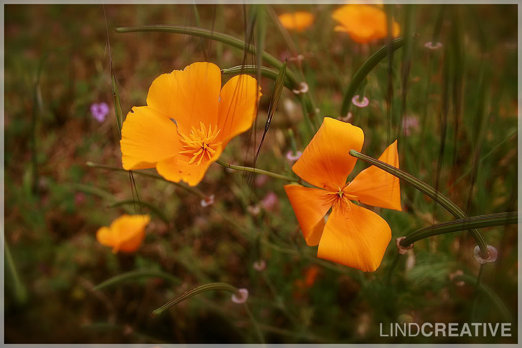 flower_2068cad240967fc0c82a9a8e694138a7f3326445.jpg