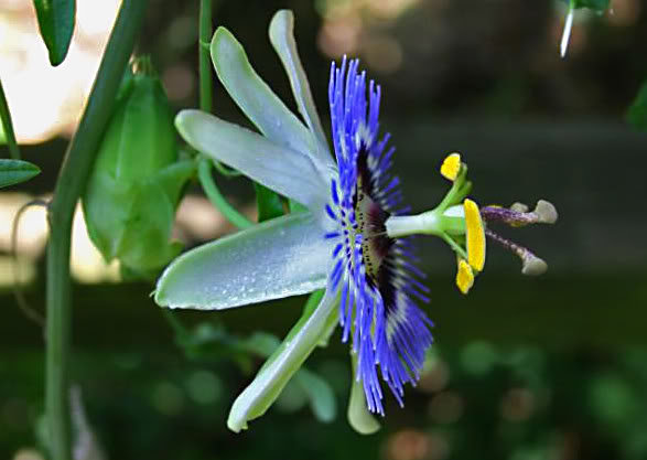 floweredit_a4482f9bd3e841f094130cf03c6b82c3d4ddbabe.jpg