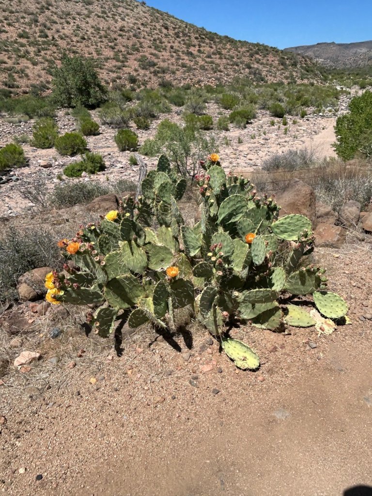 Flowering Prickly Pear.jpg