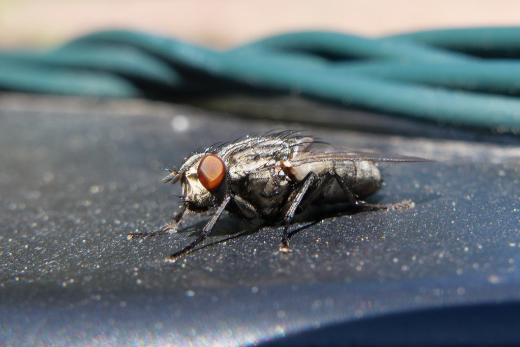 fly-1.jpg