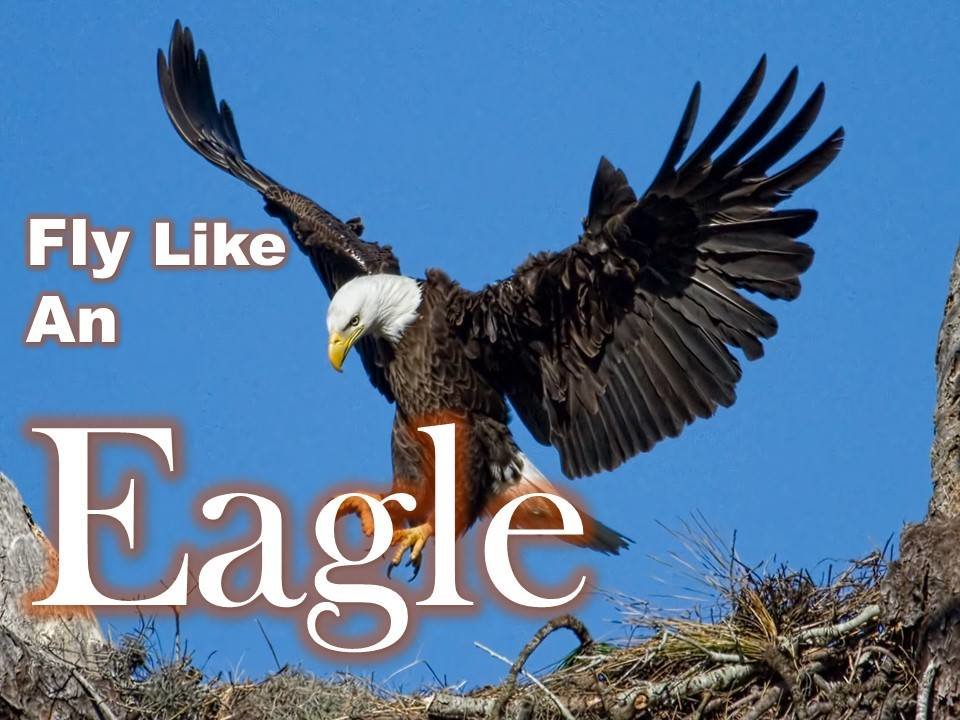 fly-like-an-eagle.jpg