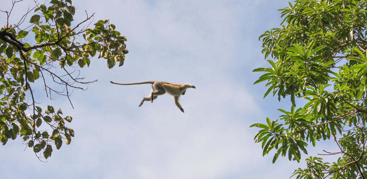 flying monkey-0093.jpg