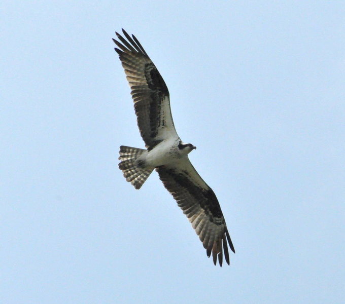Flying Osprey.jpg