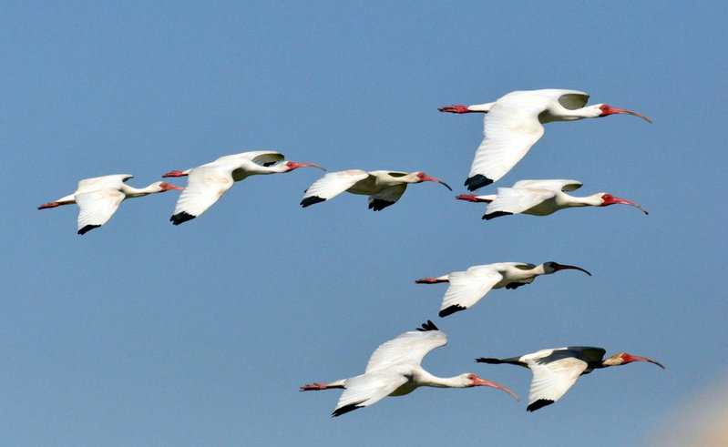 Flying White Ibis.jpg