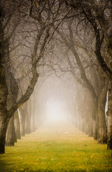 Foggy Tree Path.jpg