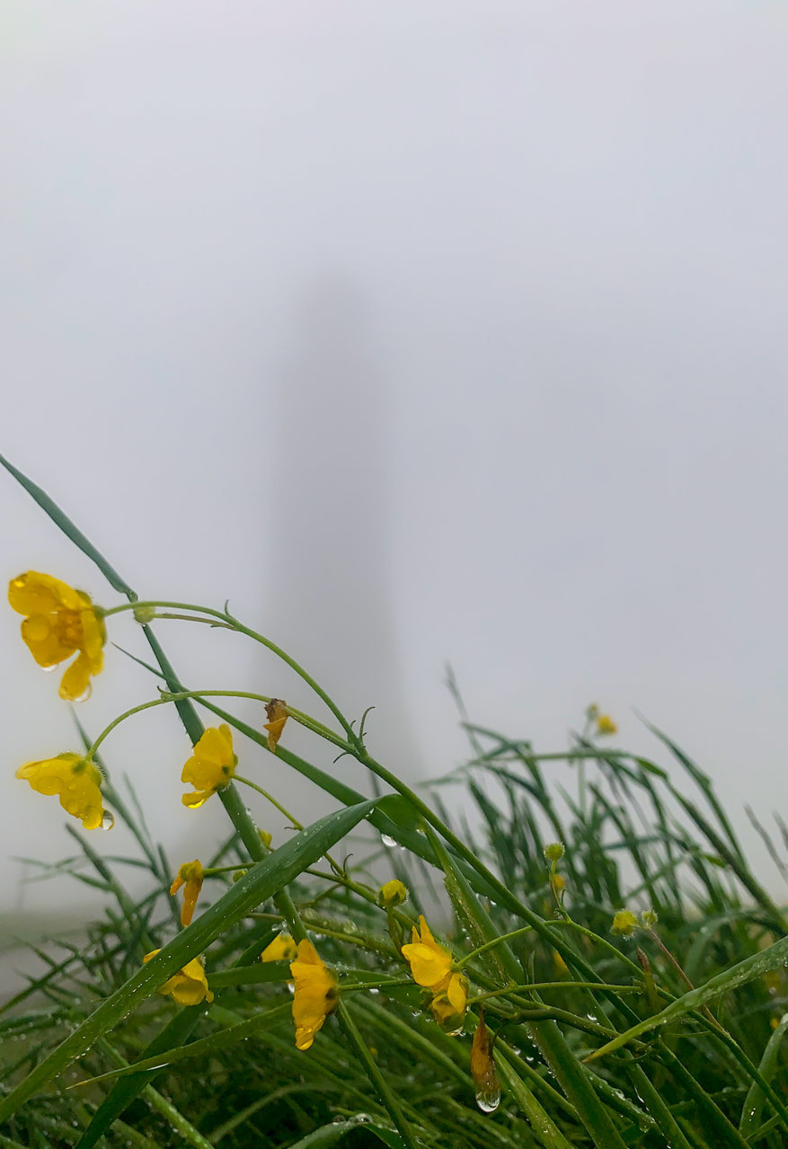 foggy_mass_flowers.jpg