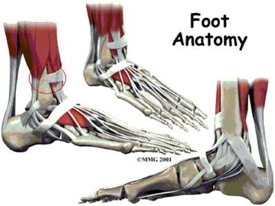 foot_anatomy_intro01.jpg