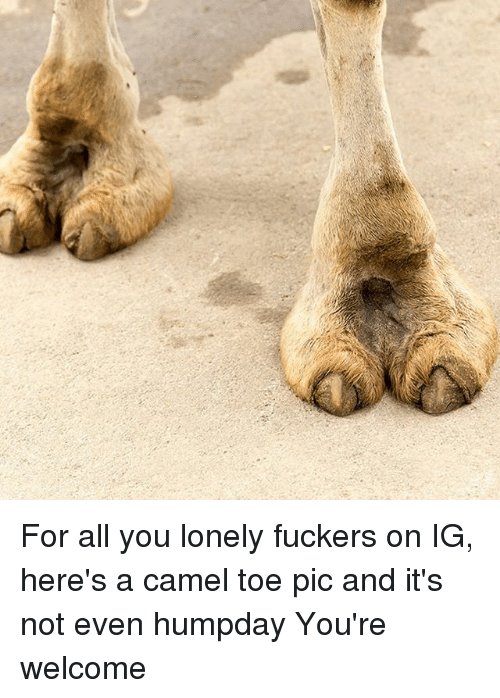 for-all-you-lonely-fuckers-on-ig-heres-a-camel-10560479.jpg
