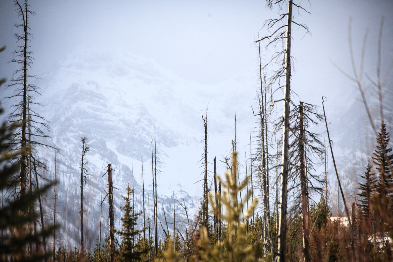 FOREST HORZ (1 of 1).jpg