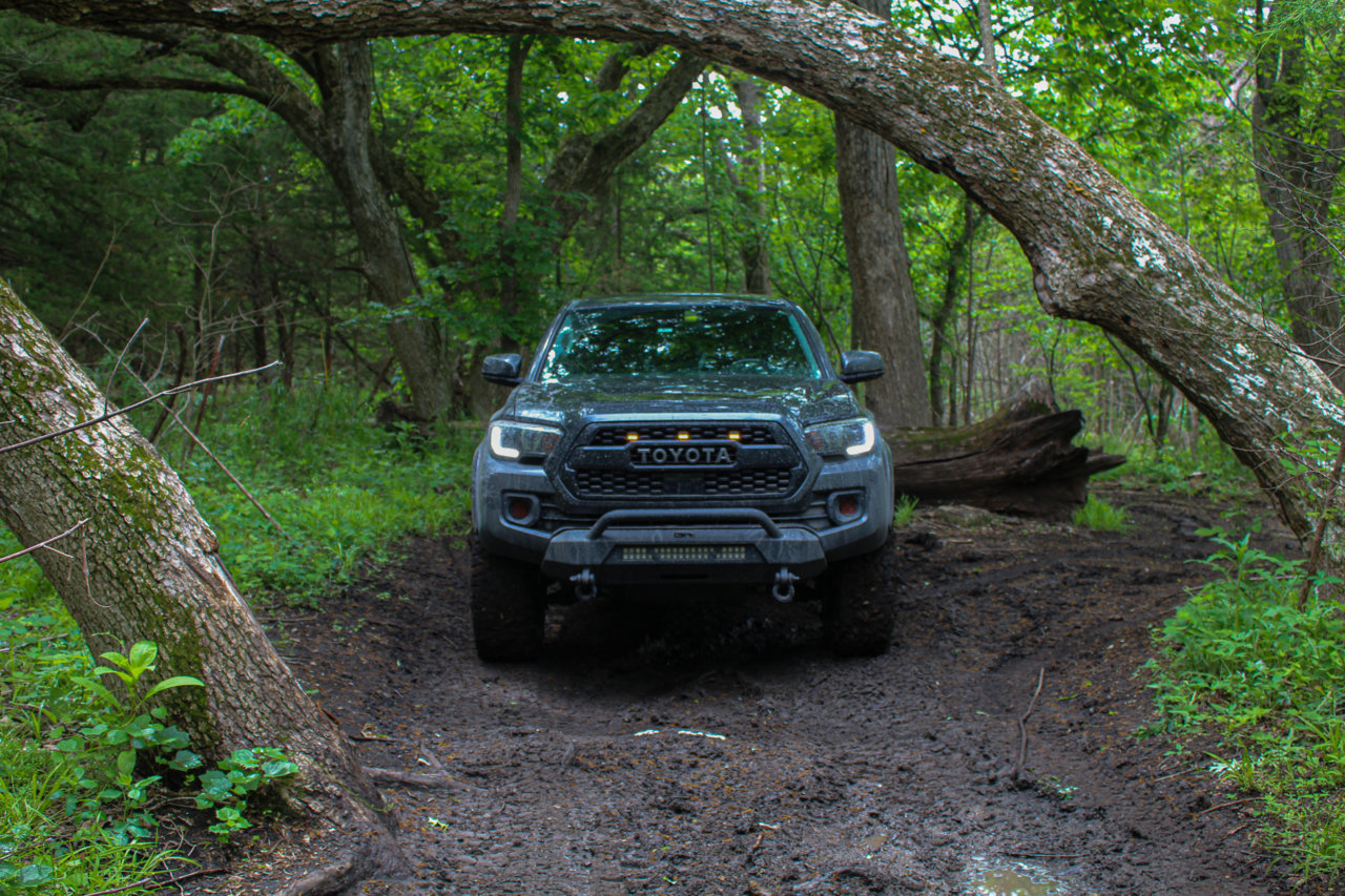 Forest_Edit_MT.jpg