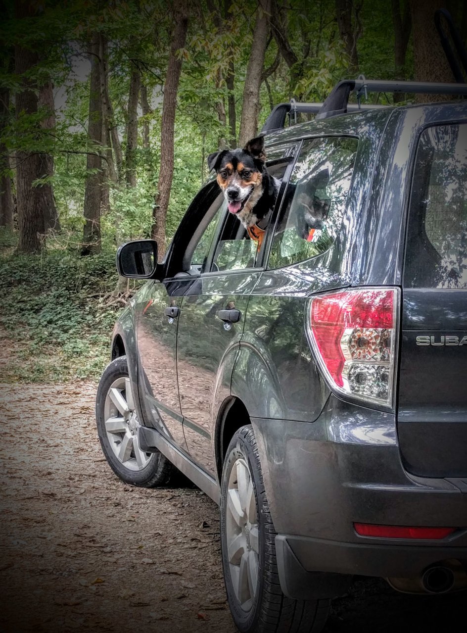 Forester.jpg
