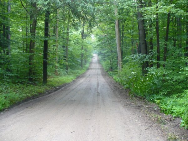 forestRoad_891fe481e7281a714bc66a60dc456c52f2d7e3c4.jpg