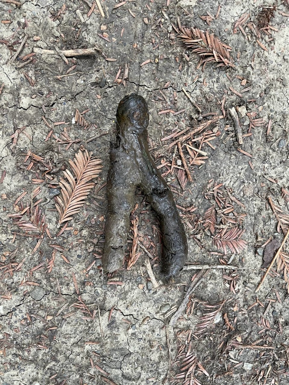 forked turd.jpg