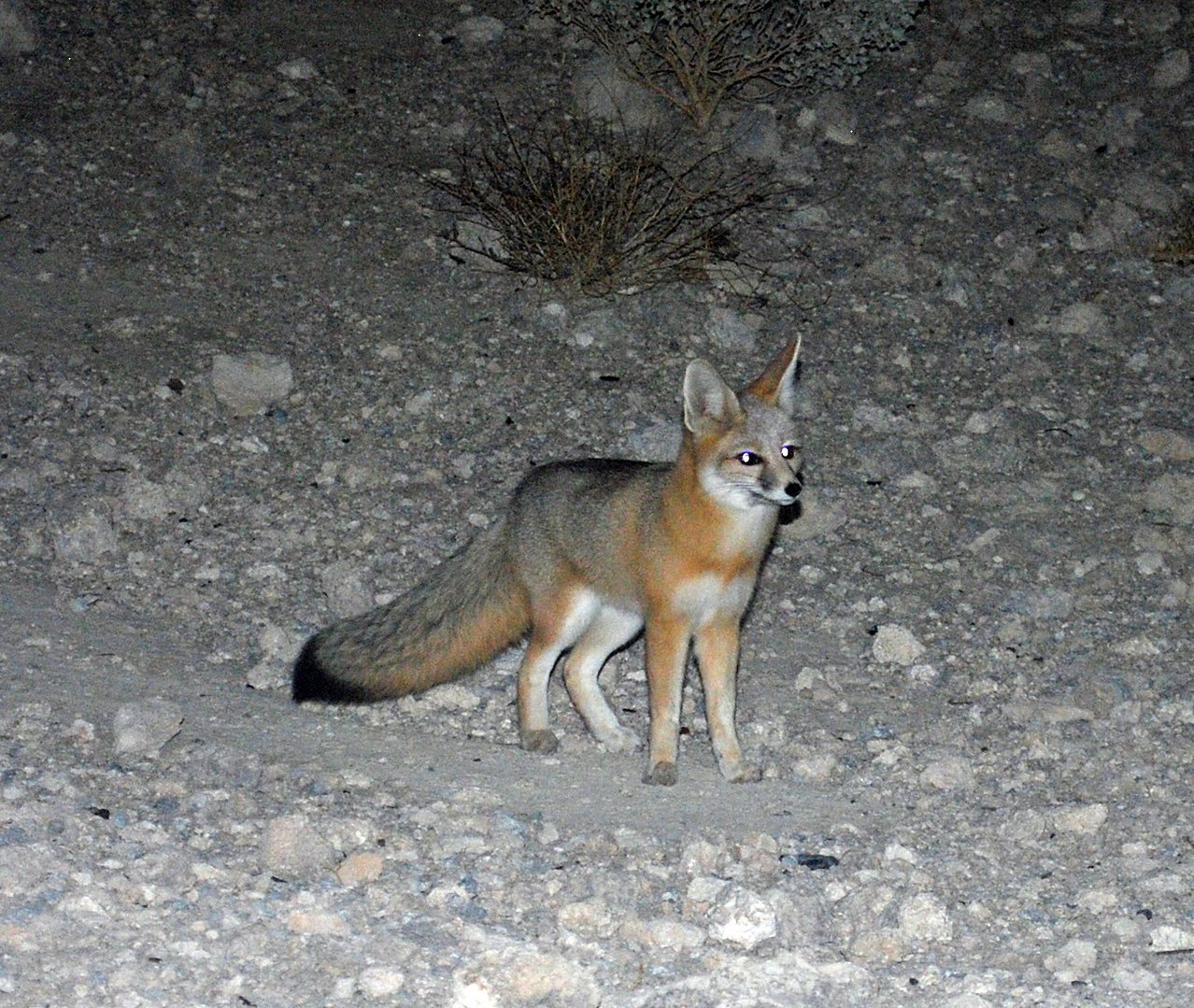 fox enhanced.jpg