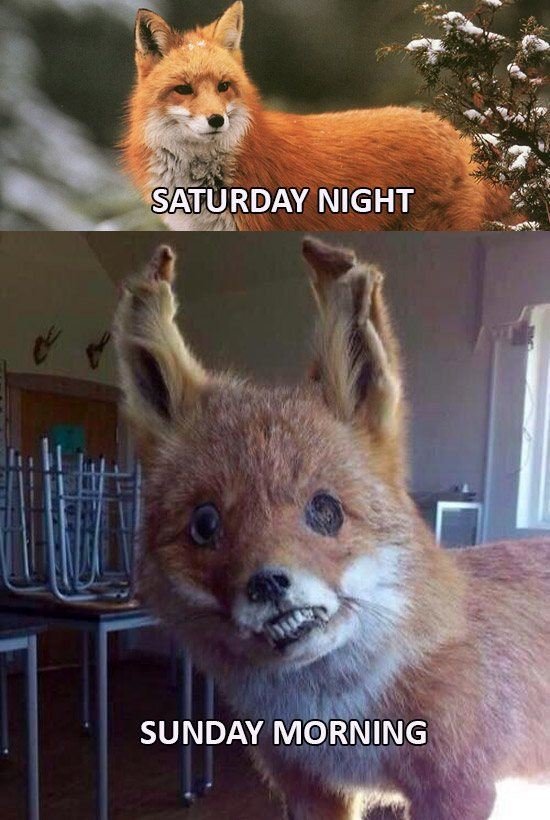 fox-hungover.jpg