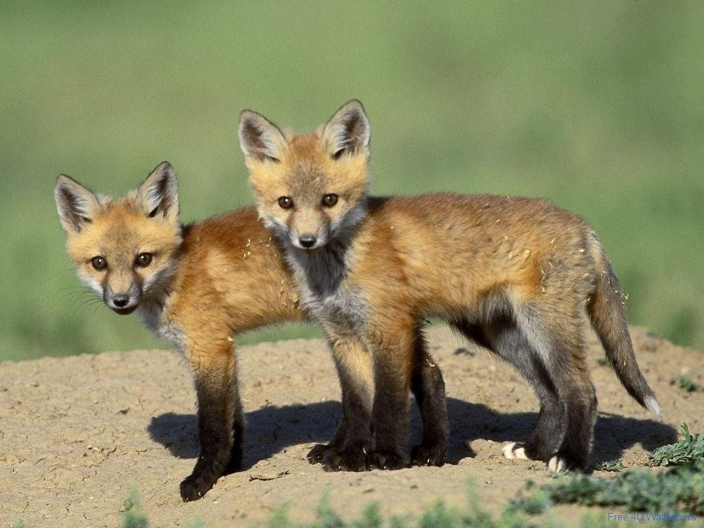 Fox-Kits-fox-24577078-1024-768.jpg
