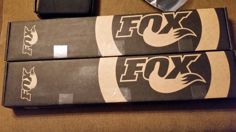 fox2.jpg