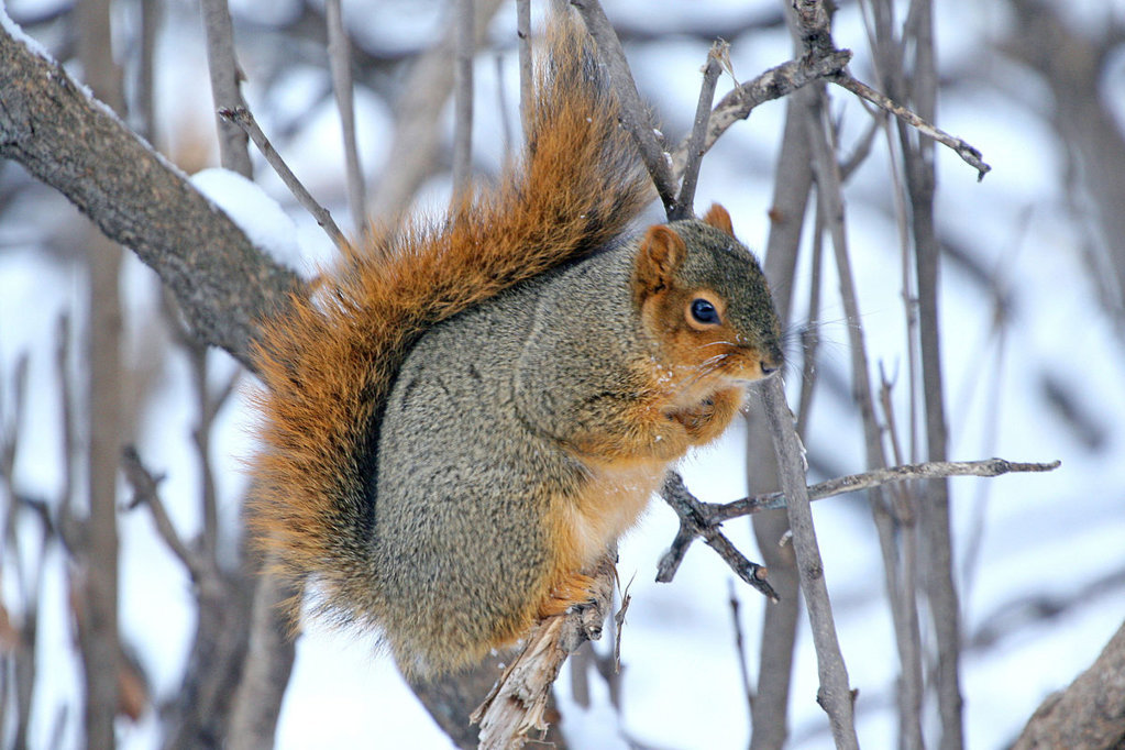 Fox_Squirrel_(14539535789).jpg