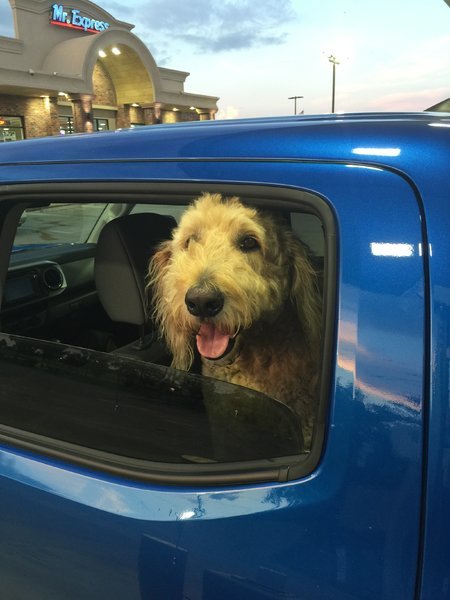 Foz in Truck 01.jpg