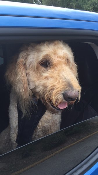 Foz in Truck 03.jpg