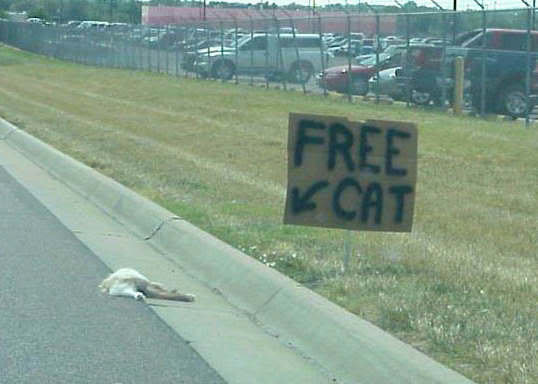 free-cat_27b689a0ea92623a7559f30d518a5618e964a0fc.jpg