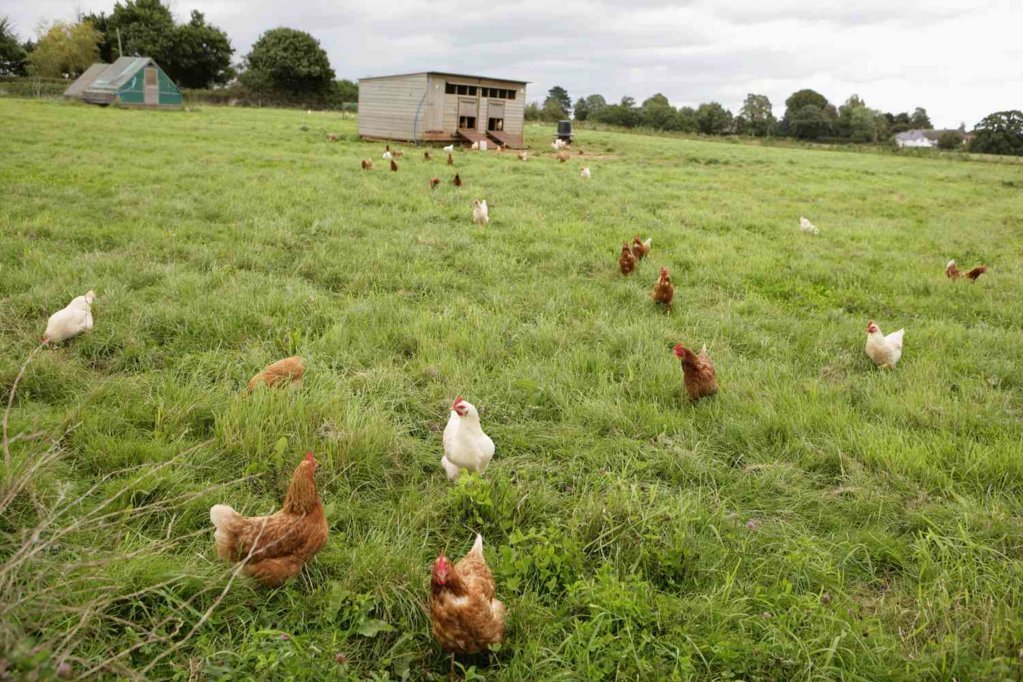 free-range-chickens-87391374-5aaed3ae312834003761c1d2.jpg