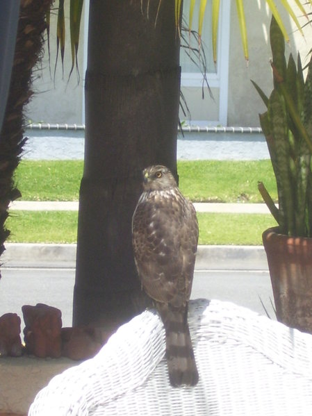 Friendly House Call With a Falcon.jpg