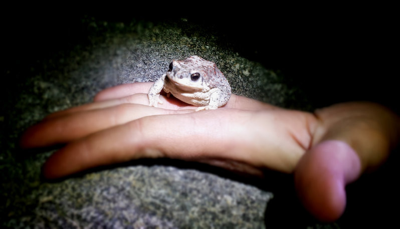 Frog.jpg